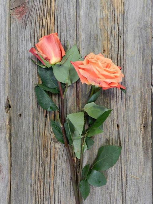 SUNSET GLORY  ORANGE ROSES